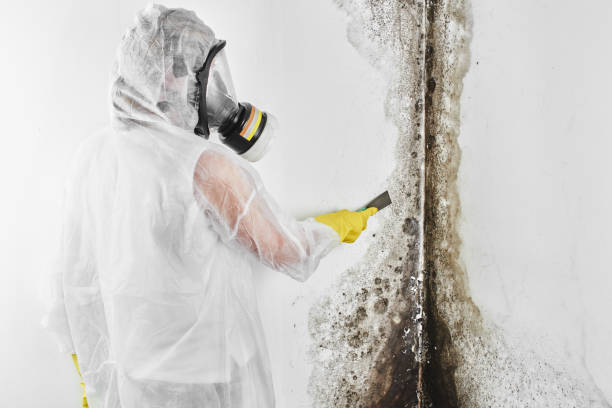 Best Mold Remediation  in Cardington, OH