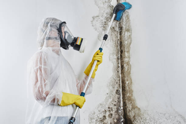 Best Office Mold Removal Services  in Cardington, OH