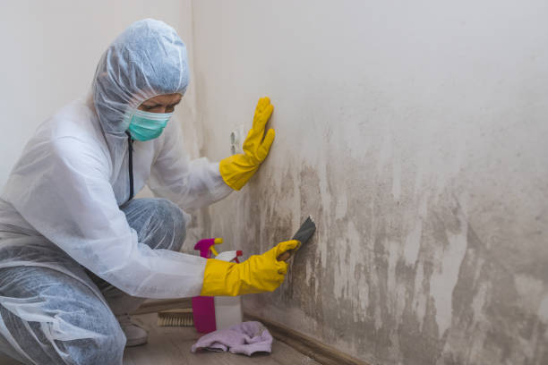 Best Fast Mold Removal  in Cardington, OH