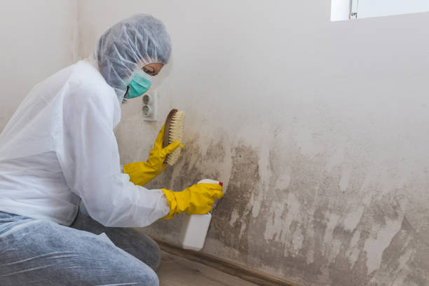 Trusted Cardington, OH Mold Removal Experts