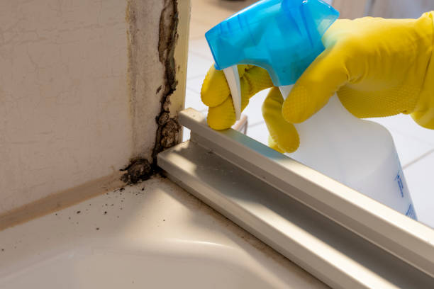 Best Local Mold Removal Service  in Cardington, OH