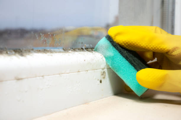 Best Black Mold Removal  in Cardington, OH