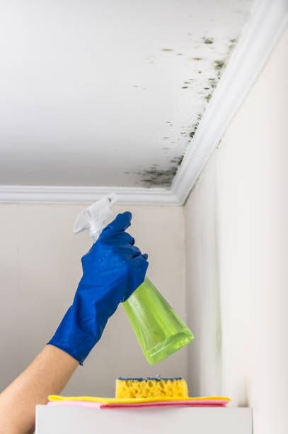 Best Emergency Mold Removal  in Cardington, OH