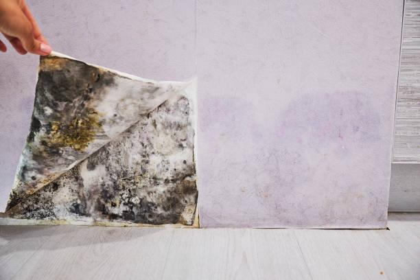 Best Attic Mold Removal  in Cardington, OH